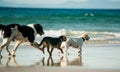 Three dogs running at sea shore Royalty Free Stock Photo