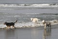 Three dogs running in the water at the beach Royalty Free Stock Photo