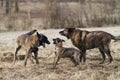 Three dogs, same breed, young, old, prime Royalty Free Stock Photo