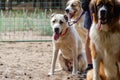 Three dogs sit in a line and look at the camera Royalty Free Stock Photo