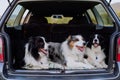 Three dogs sitting in a car trunk. Royalty Free Stock Photo