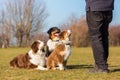 Three dogs sitting in front of a man