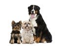 Three dogs sitting Royalty Free Stock Photo