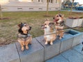 Three dogs sitting together Royalty Free Stock Photo