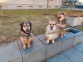 Three dogs sitting together Royalty Free Stock Photo