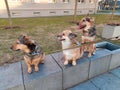 Three dogs sitting together Royalty Free Stock Photo