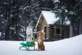 three dogs on a sled in the winter in the forest Royalty Free Stock Photo