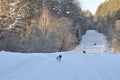 Three dogs on a snowy road