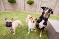 Three dogs standing in a line, in a garden. Royalty Free Stock Photo