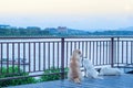 Three dogs standing and lying on the balcony Royalty Free Stock Photo