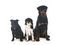 Three dogs in studio Royalty Free Stock Photo
