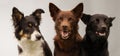 Three dogs in studio Royalty Free Stock Photo