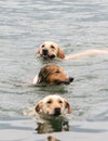 Three dogs swimming Royalty Free Stock Photo
