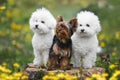 Three dogs of various ages and breed sitting obediently in forest Royalty Free Stock Photo