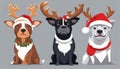 Three dogs wearing Christmas hats