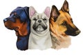 Three dogs white French bulldog, Black Mastiff and shepherd gun dog isolated digital art illustration. Clipart of puppies domestic