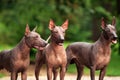 Three dogs of Xoloitzcuintli breed, mexican hairless dogs standing outdoors on summer day