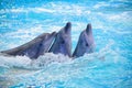 Three dolphin in the pool