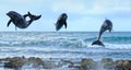 Three Dolphins Royalty Free Stock Photo