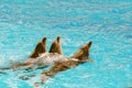 Three dolphins dive out of the sea