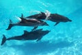 Three dolphins high angle view turquoise water