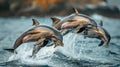 Three Dolphins Jumping Out of the Water at Sunset Royalty Free Stock Photo