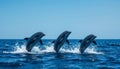 Three dolphins leaping from the ocean waves Royalty Free Stock Photo