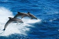 Three dolphins Royalty Free Stock Photo