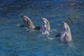 Three Dolphins performing in the pool Royalty Free Stock Photo