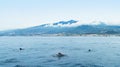 Three dolphins in sea near island