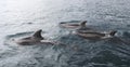 Three dolphins swimming