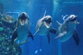 Three dolphins swimming in the aquarium