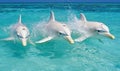 Three Dolphins Playing in Crystal Clear Turquoise Water Royalty Free Stock Photo