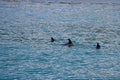 Three Dolphins swimming in sea Royalty Free Stock Photo