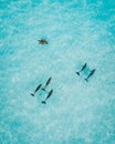 Dolphins swimming in unison in the turquoise waters of a tropical island