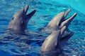 Three Dolphins in the water