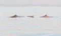 Three dolphins