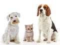 Three domestic animals cat and dogs Royalty Free Stock Photo