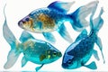 three domestic blue fish in the water