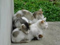 Three domestic cat sitting near a brick wall during daytime