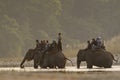Three domestic elephant in jungle safari in Nepal