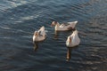 Three domestic geese on river Royalty Free Stock Photo