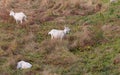 Three domestic goats grazing in the meadow Royalty Free Stock Photo