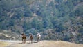 Three domestic goats walk away from camera in mountainous area of Cyprus