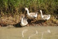 Three domestic goose