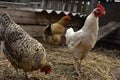 Three domestic hens are walking