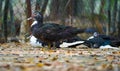Three Domestic Muscovy Ducks.Red Face Muscovy Ducks.White, Black And Red Muscovy Duck In Nandavan Zoo