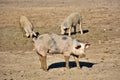 Three domestic pigs on range land