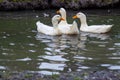 Three Domestic White Ducks Swim In A Lake With Bright Orange Beaks On A Summer Day With Feathers On The Water