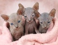 Three Don Sphinx kitties in a bed